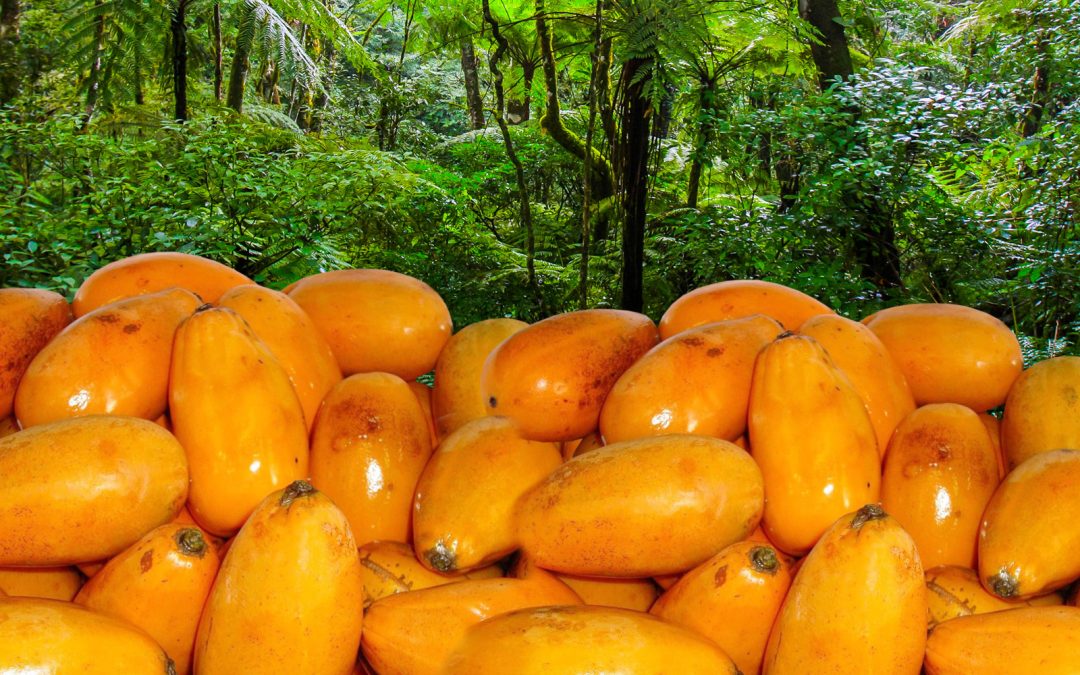 Jaracatiá Doce & Arte | Doce Jaracatiá