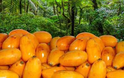 Jaracatiá e suas características